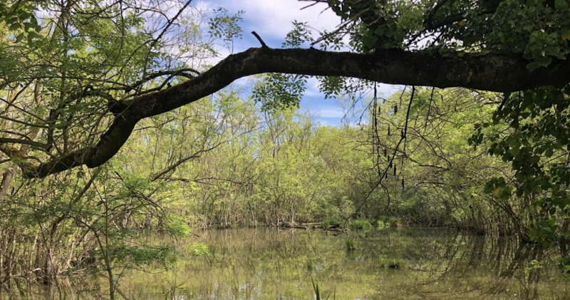 La Foresta Allagata insieme agli ornitologi